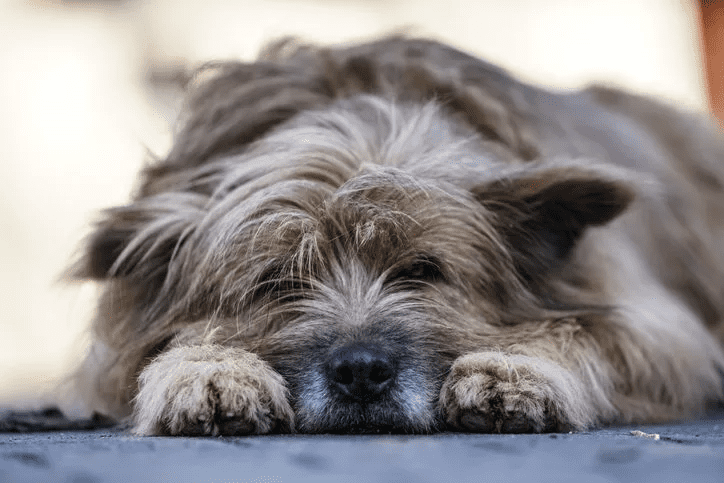 Symptoms Of Dog Parvovirus Charleston Sc