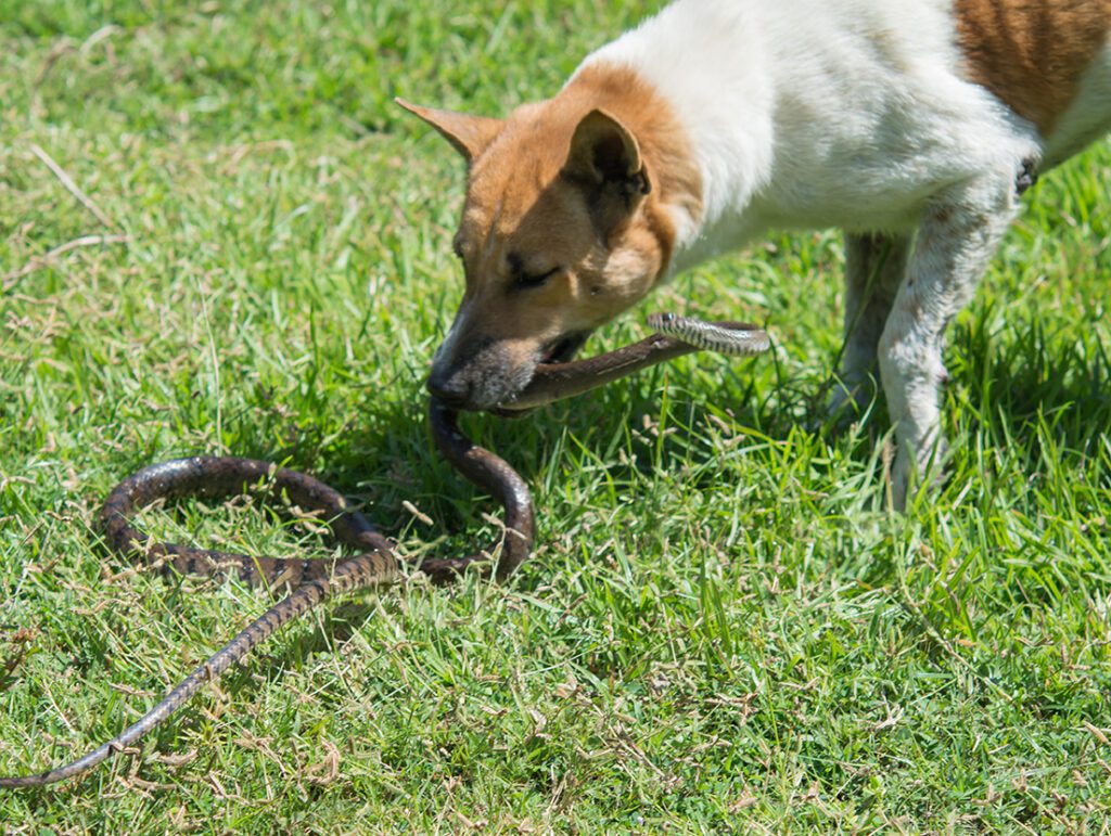 Dog Snake Bites Charleston Sc