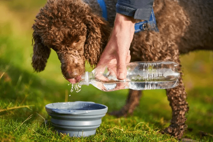 Dog Dehydration Charleston Sc