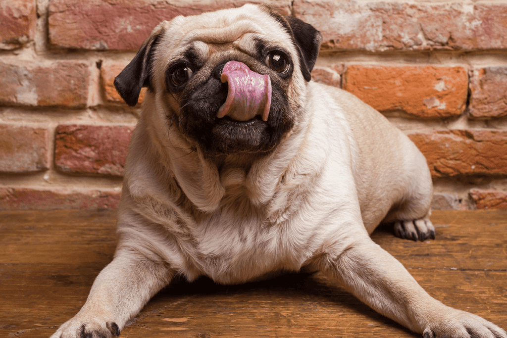 pug with tongue out
