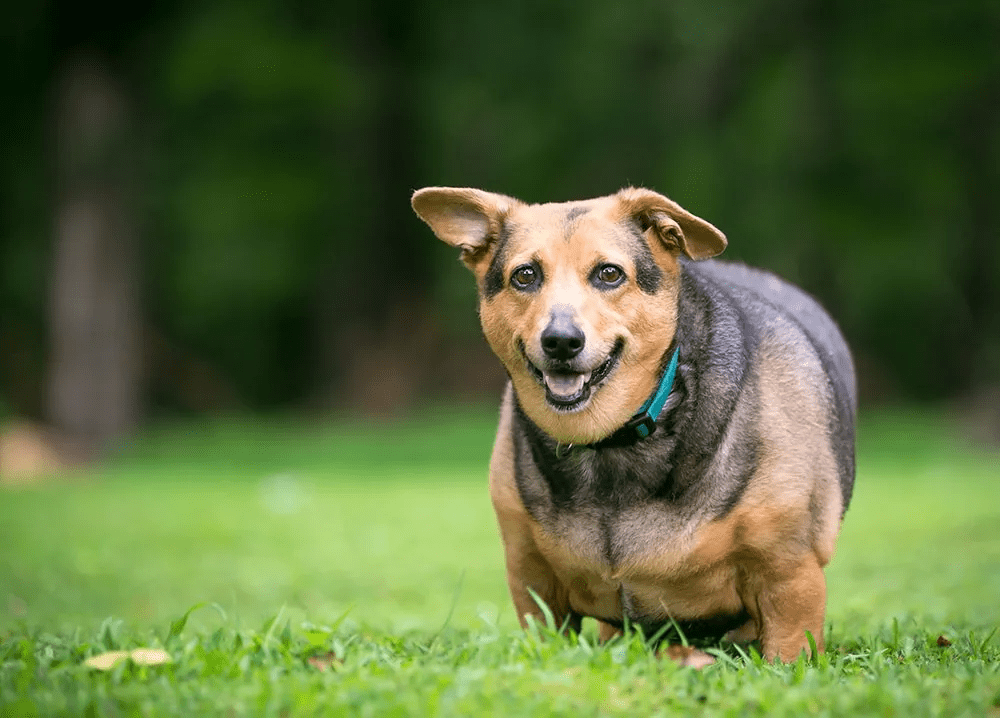 Dog Obesity Charleston Sc