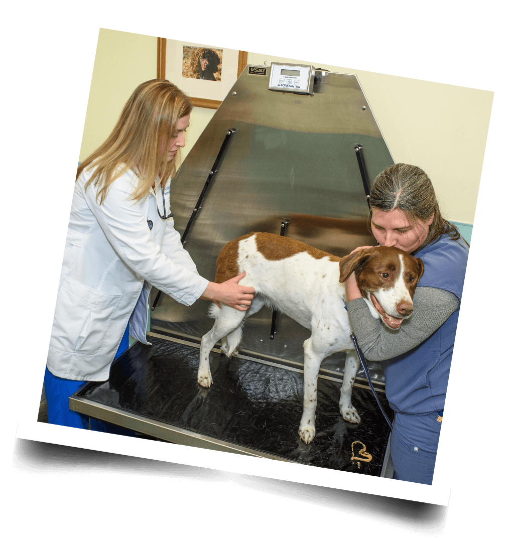 two vets performing exam on brown and white dog