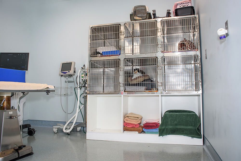 Cat kennels inside animal hospital