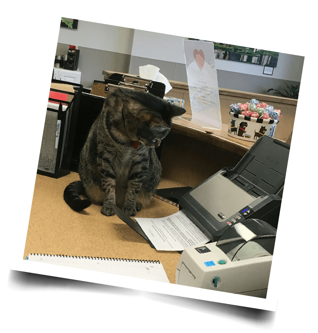 photo of cat near fax machine