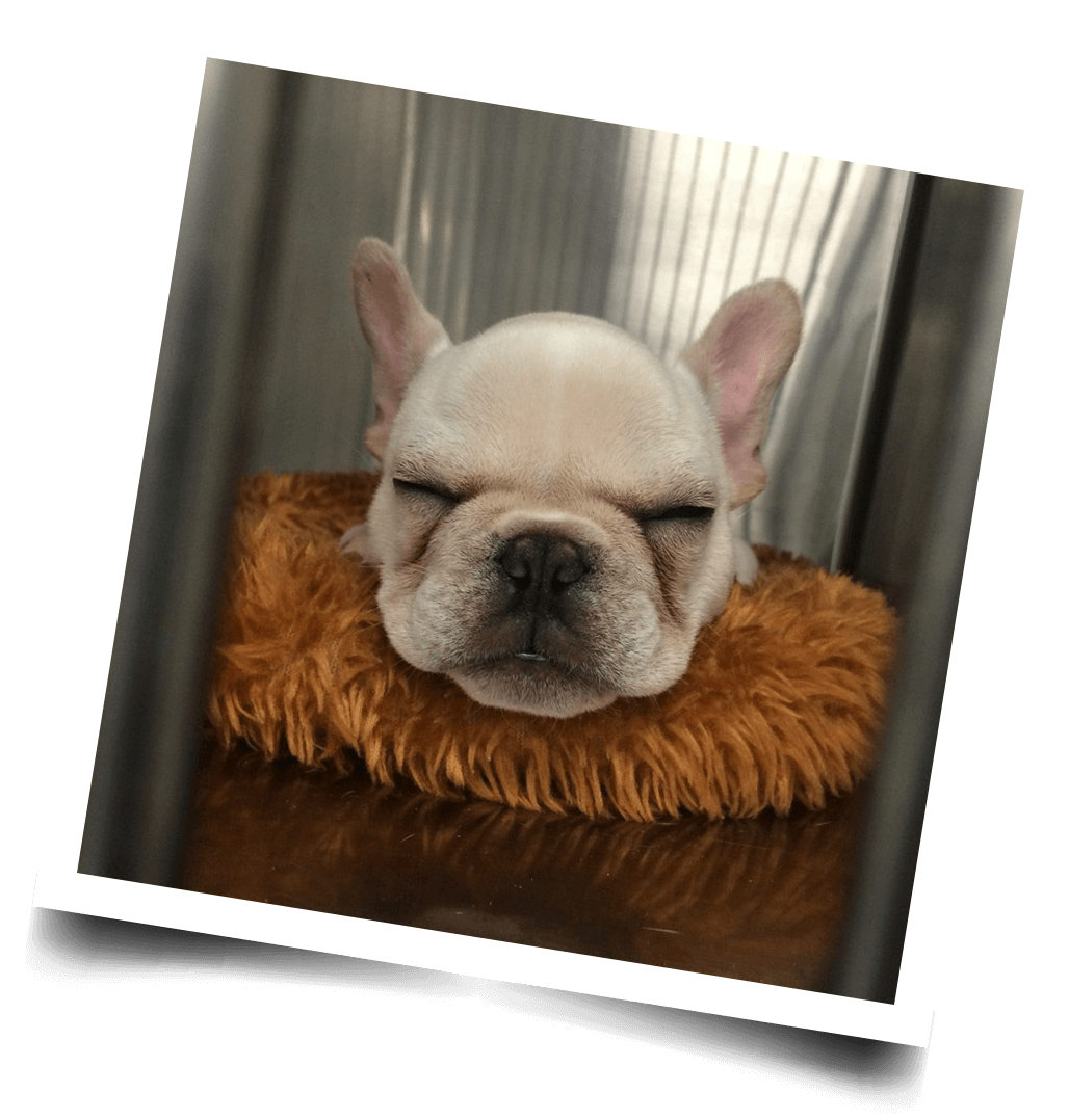 photo of a french bulldog laying on a fuzzy brown pillow