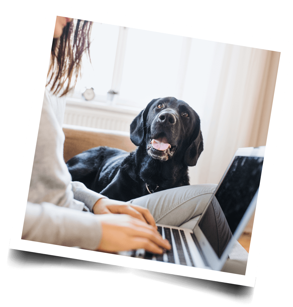 black dog looking at owner on laptop