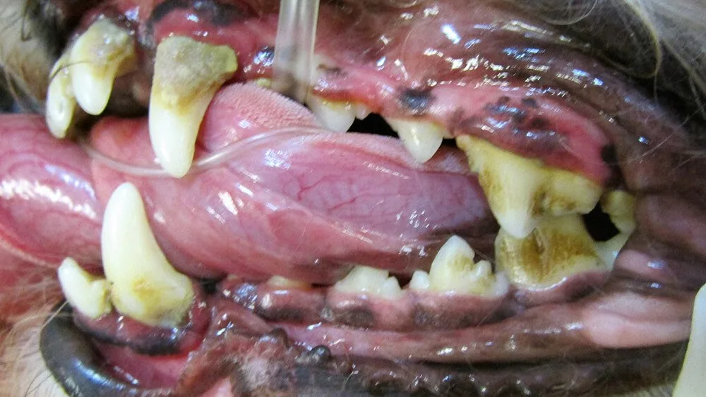 Dental Before