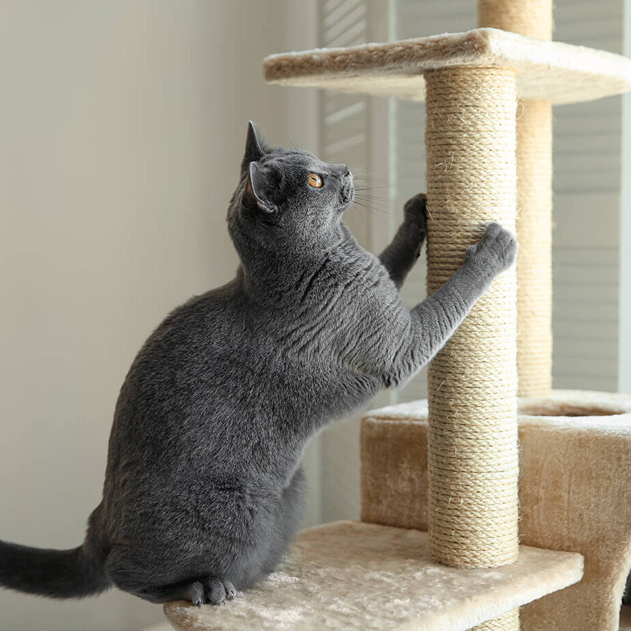 Gray Cat With Scratching Post