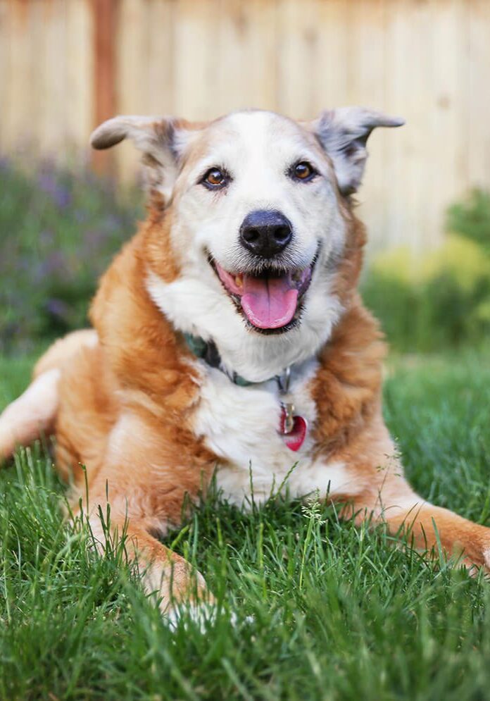 Happy Brown Senior Dog In Grass
