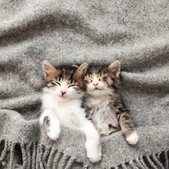 Two Kittens In Gray Blanket